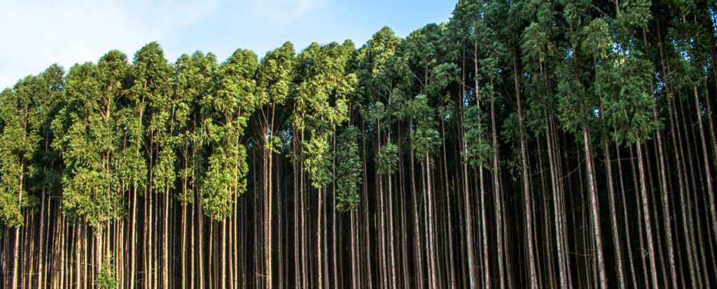 Trees in a forrest